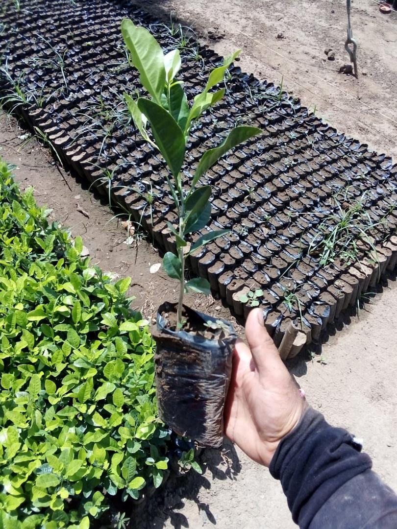 Colino De Limon Swinglea