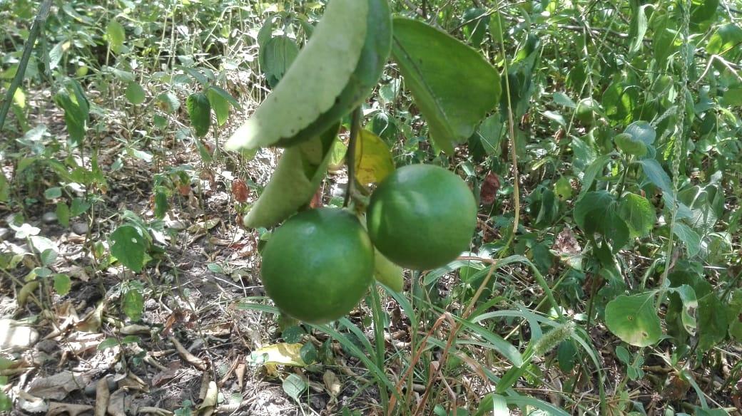 Lima Acida Tahiti Limon De Castilla