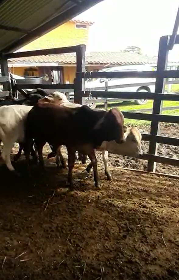 Ternero Macho Para Engorde