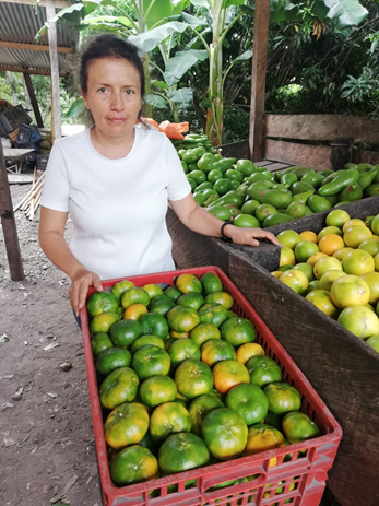 Mandarina Arrayana Canastilla X25 Kg