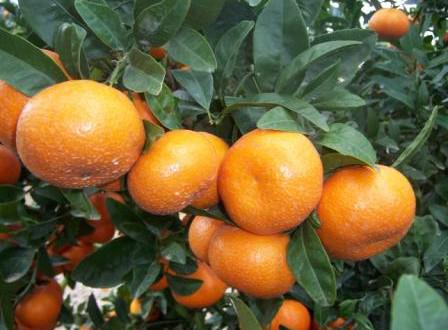 Mandarina