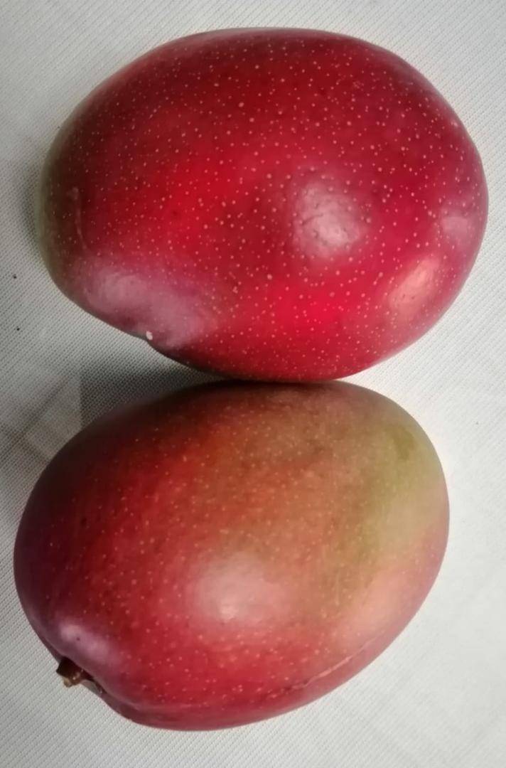 Mango Tommy Canastilla 23 Kilos