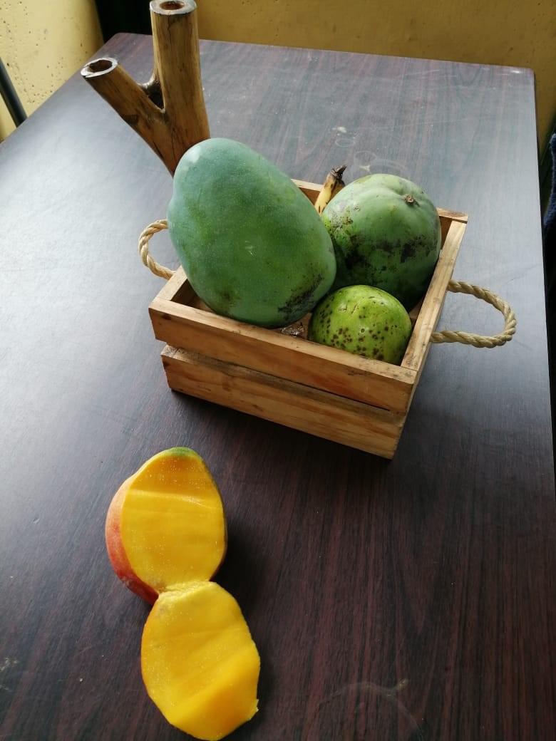 Mango Farchis Canastilla 20Kg