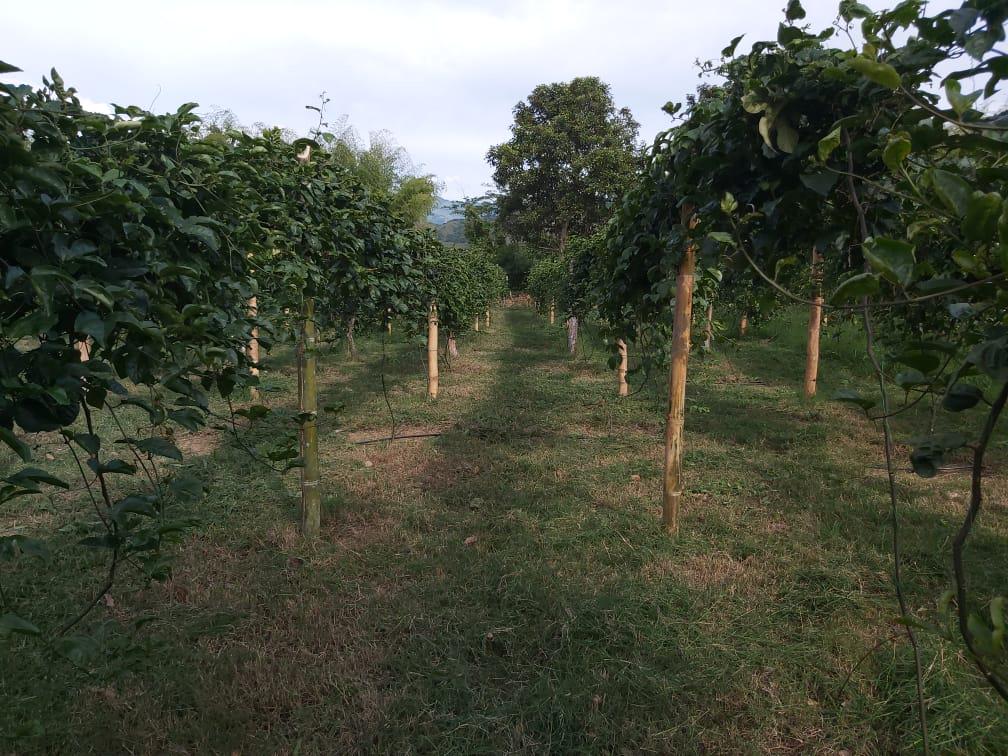 Maracuya