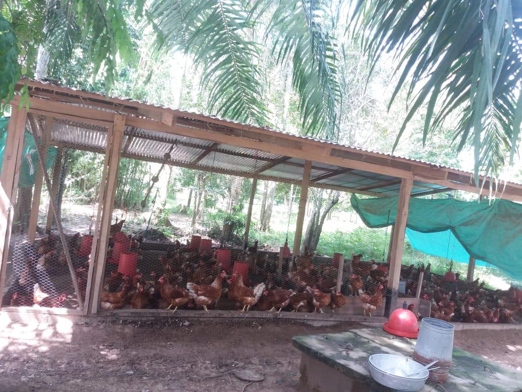 Se Ofrece Huevos Semi Criollo