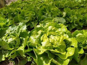 Lechuga Mantequilla
