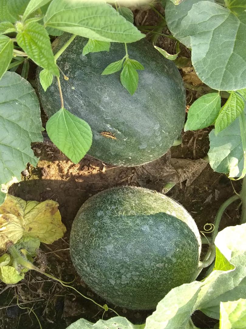 Melon Cantalupe
