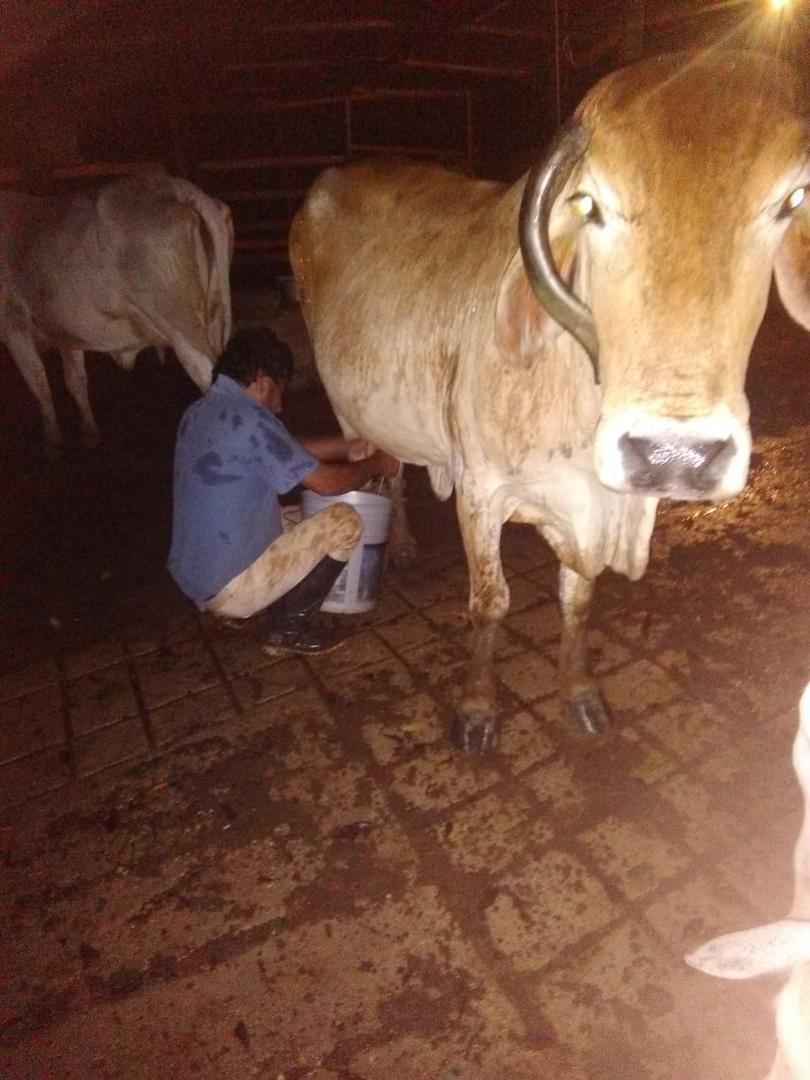 Leche De Vaca Gyr Fresca Caliente En Predio