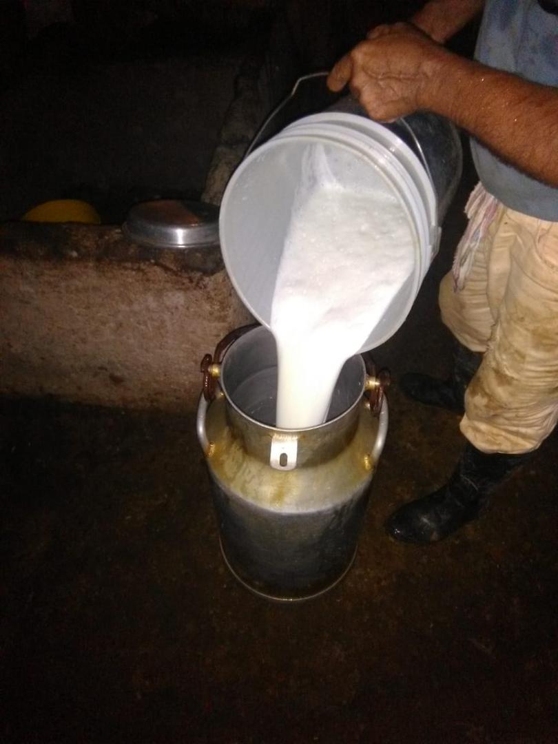 Leche De Vaca Gyr Fresca Caliente En Predio