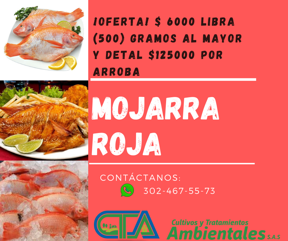 Mojarra Roja