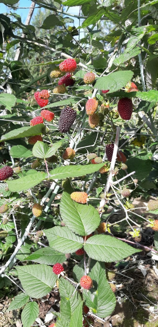Mora De Catilla