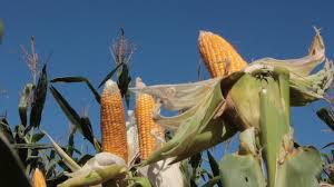 Maiz Verde Hidrido Synko