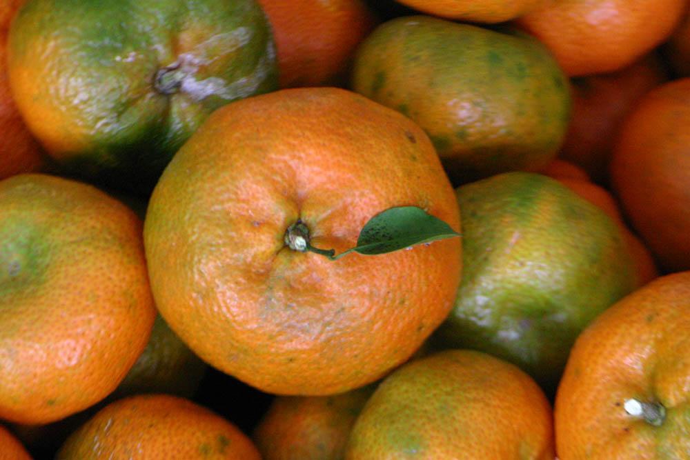 Mandarina