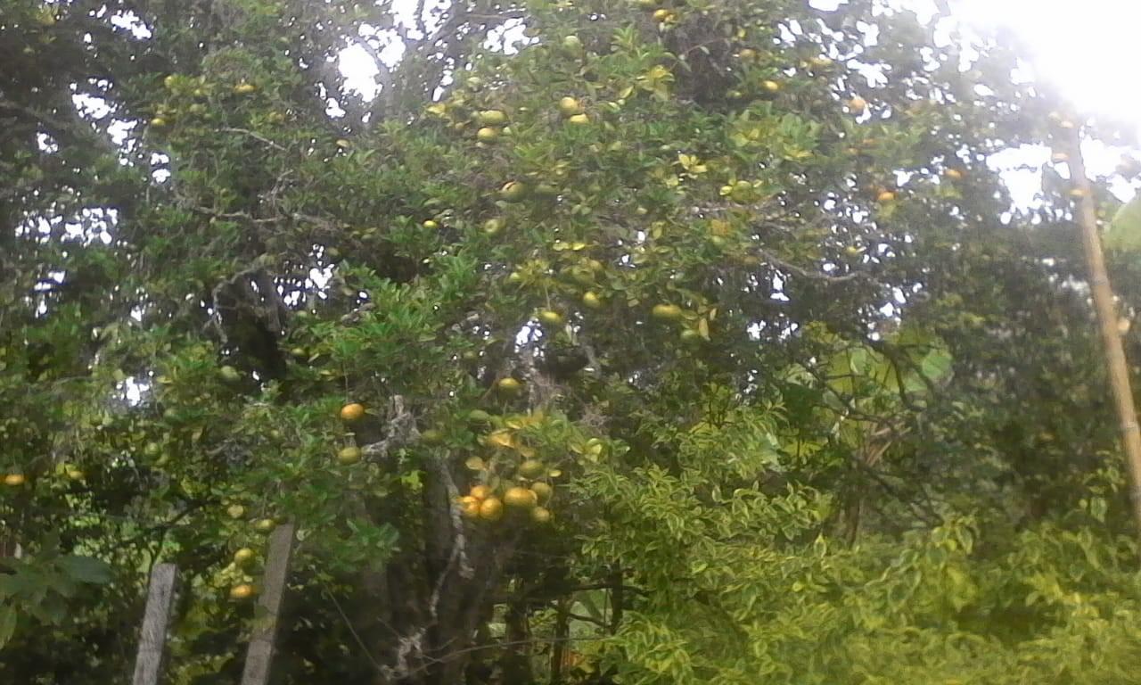 Mandarina Variedad Comun