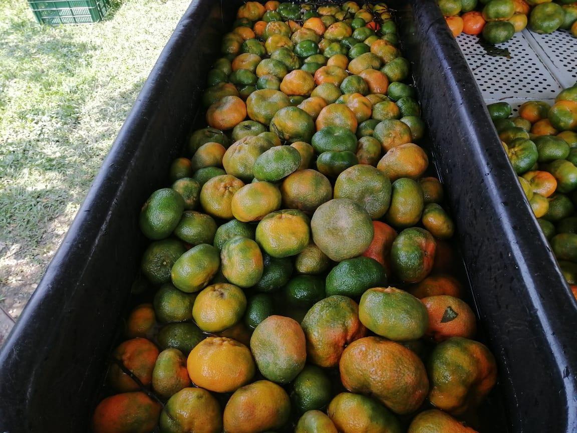 Mandarina Arrayana