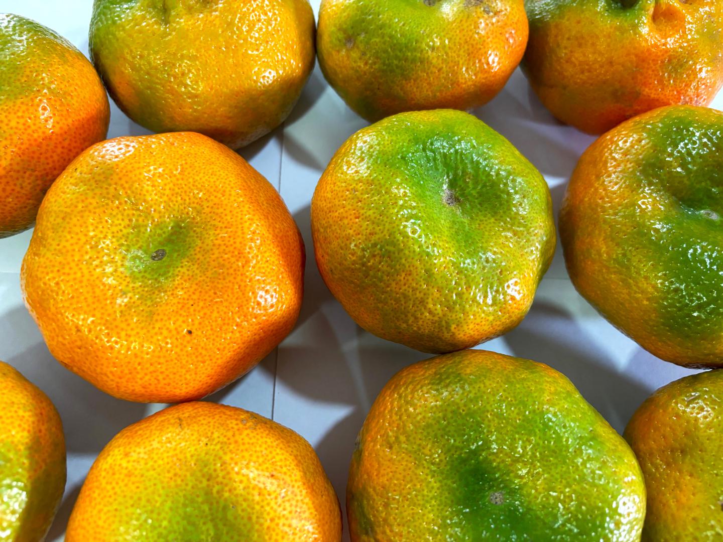 Mandarina Arrayana