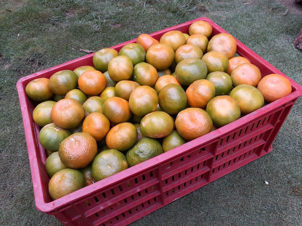 Mandarina Variedad Lisa