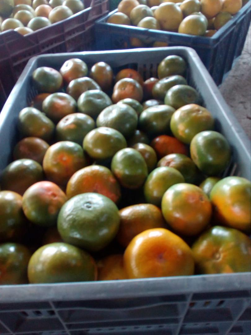 Mandarina En Variedades Arrayana E Israelita Presentacion En Canastilla Por 22 Kilogramos