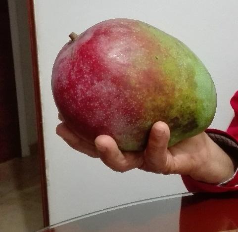 Mango