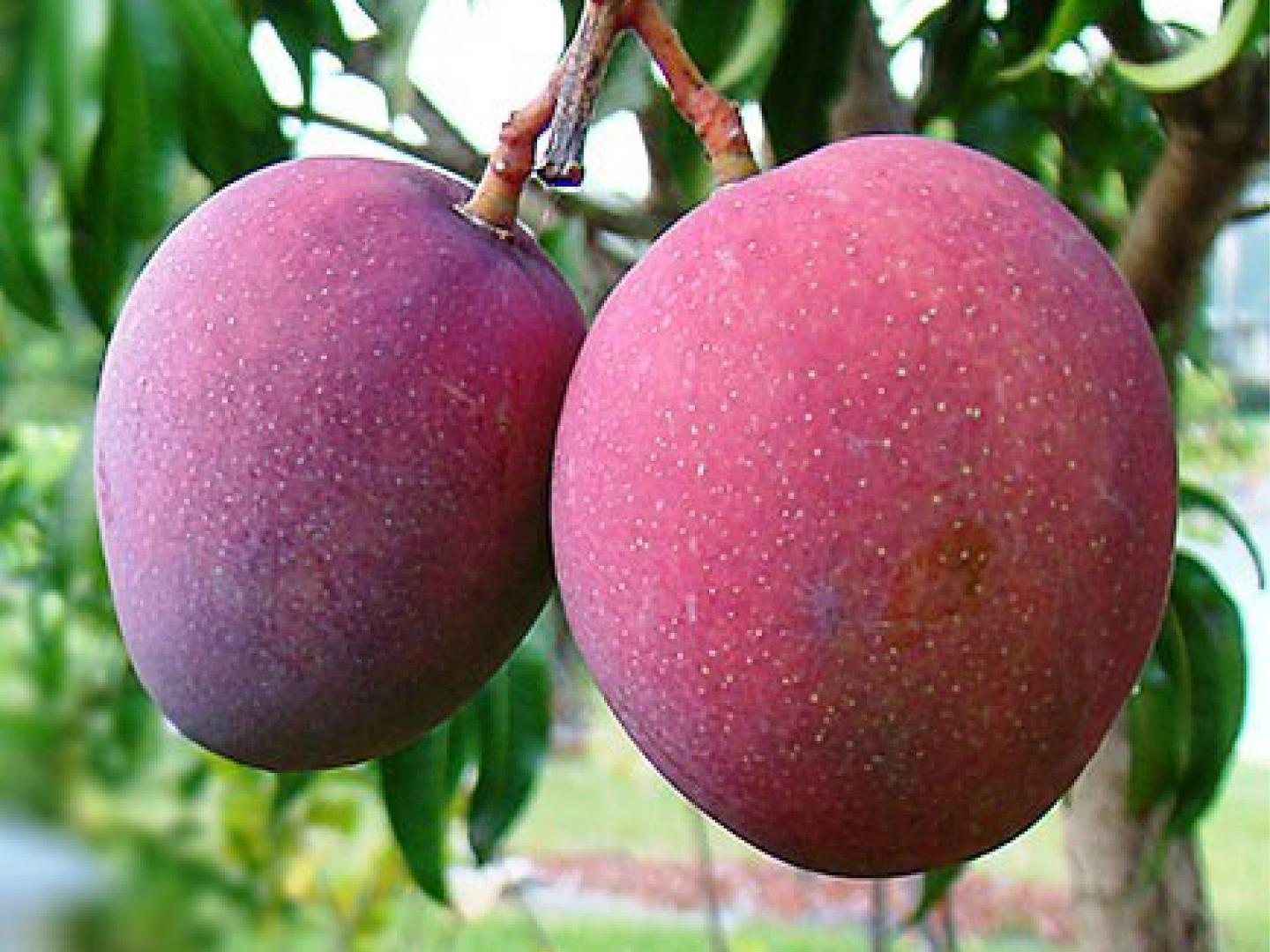 Mango Costo Varia Segun Cosecha