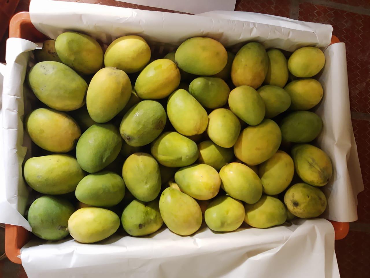 Mango Comun