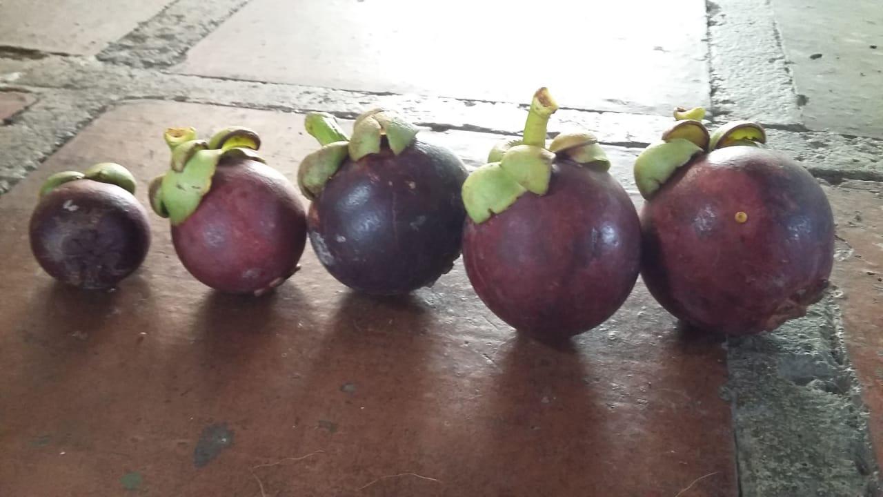 Mangostino