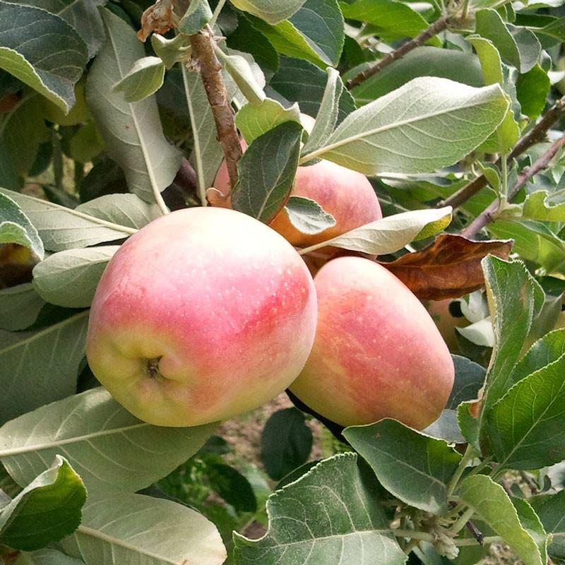 Manzana Anna — foto 3 de 3