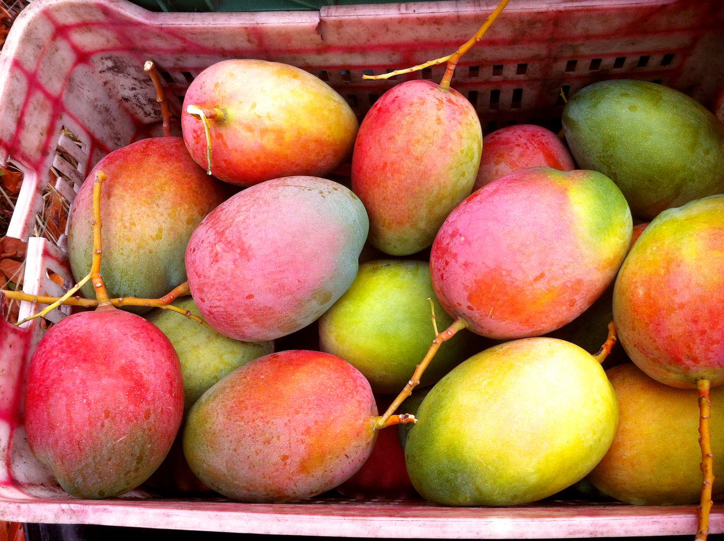 Mango Manzano