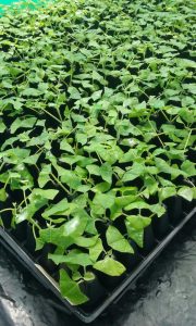 Clones De Melina Enraizado