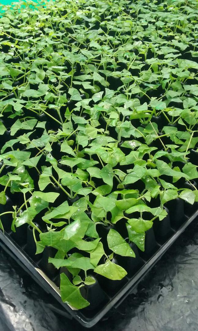 Clones De Melina Enraizado