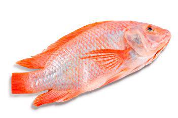 Mojarra Fresca
