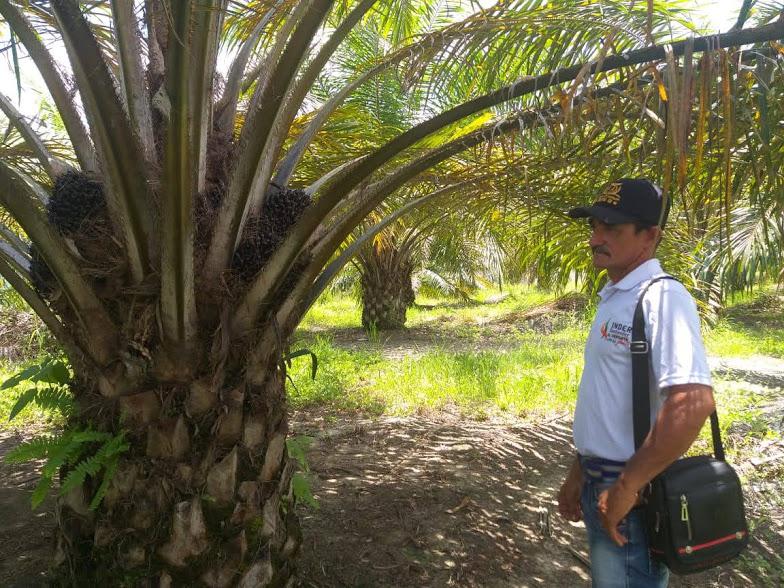 Se Ofrece Fruto De Palma De Aceite En Plantacion