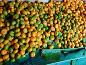 Mandarina Dulce Y Jugosa Variedad Arrayana Por Canastilla De 22 Kg