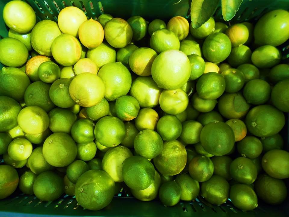 Limon Jugoso Variedad Tahiti Por Kilo O Bulto De 1 2 O 3 Calidad