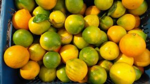 Naranja Dulce Y Jugosa Variedades Comun Y Tangelo De 1Era Calidad Por Canastilla De 22 Kg
