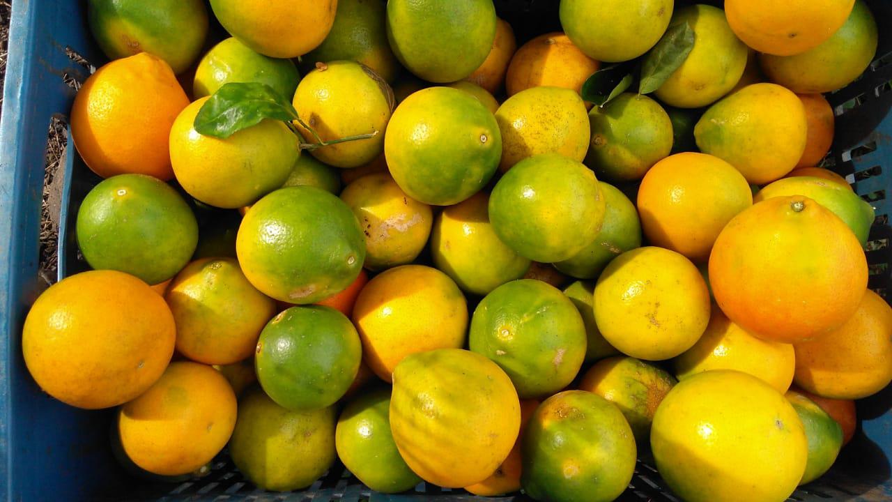 Naranja Dulce Y Jugosa Variedades Comun Y Tangelo De 1Era Calidad Por Canastilla De 22 Kg