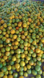 Naranja Dulce Y Jugosa Variedades Comun Y Tangelo De 1Era Calidad Por Canastilla De 22 Kg