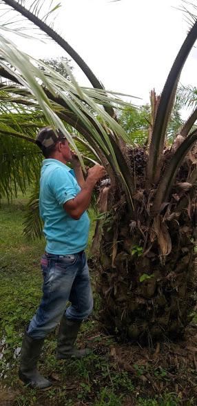 Se Ofrece Fruto De Palma De Aceite En Plantacion