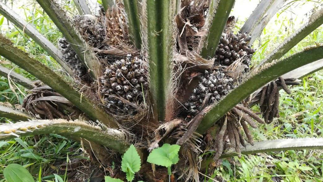 Se Ofrece Fruto De Palma De Aceite En Plantacion