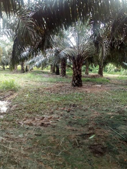 Se Ofrece Fruto De Palma De Aceite En Plantacion