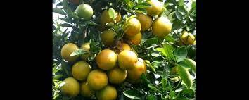 Naranjas