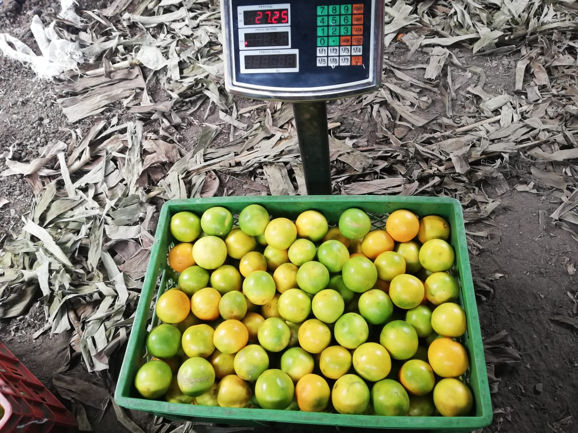 Naranja Tangelo Canastilla25Kg