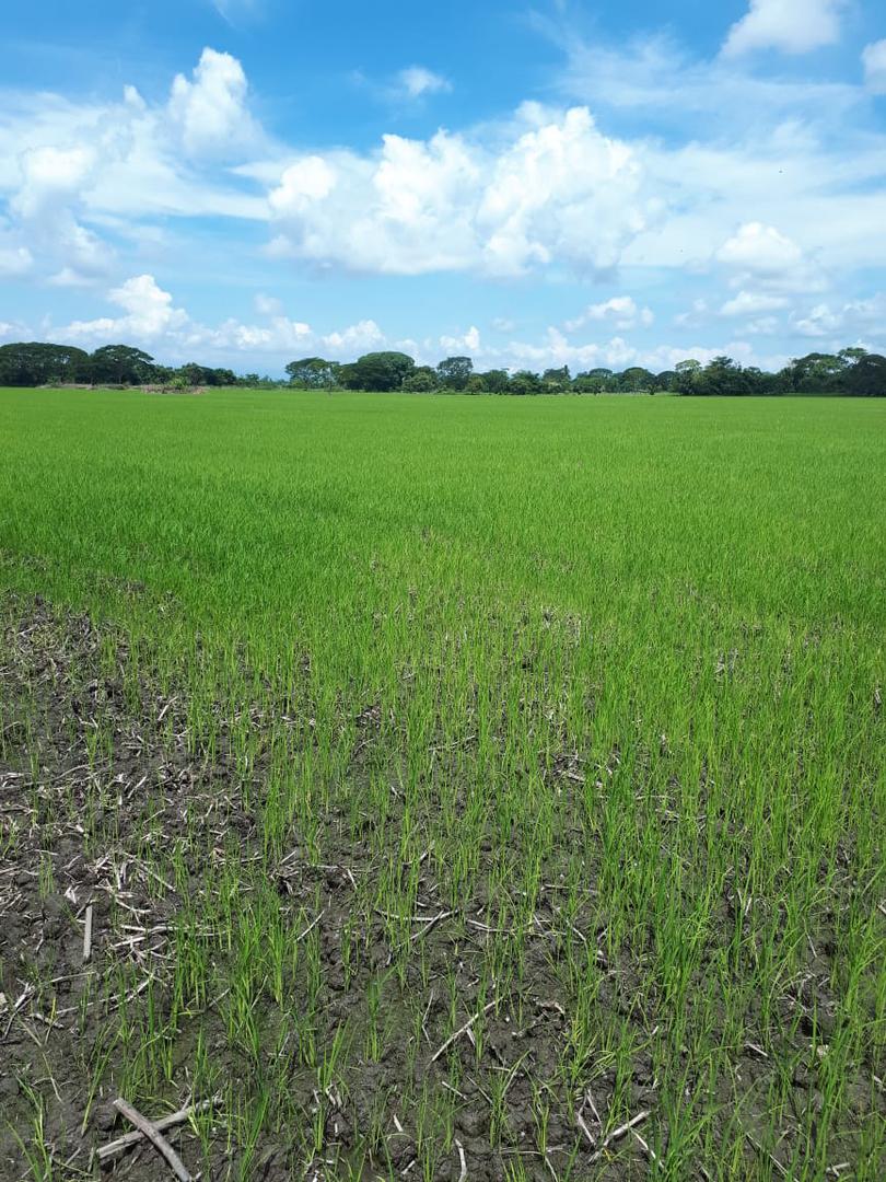 Se Ofrece Arroz Padi En Carga