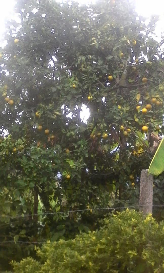 Naranja Variedad Comun De Excelente Calidad