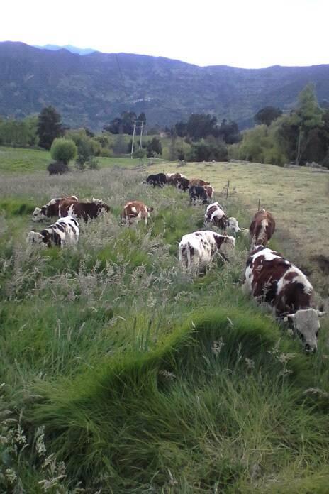 Ganado