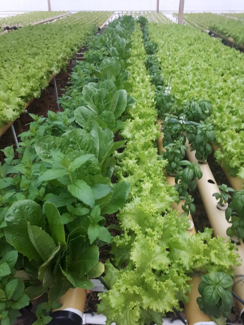 Lechuga Hidroponica Crespa