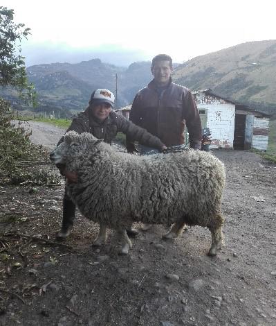 Cordero En Pie