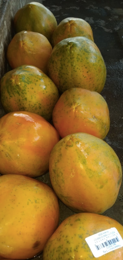 Papaya Maradol