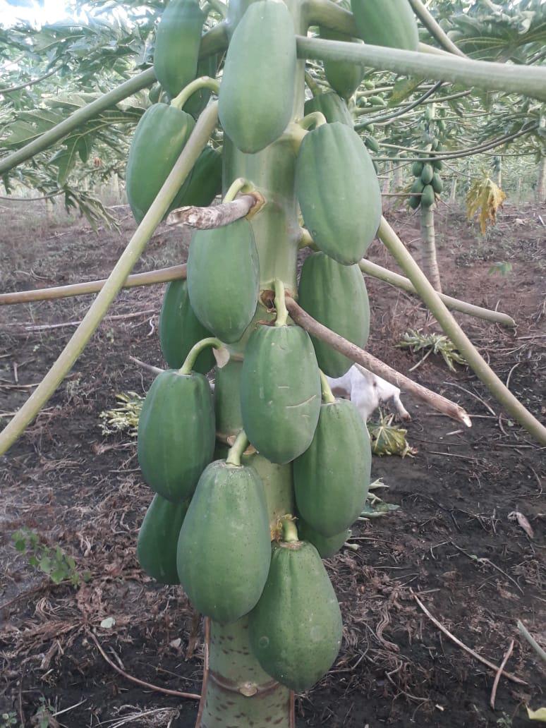 Papaya