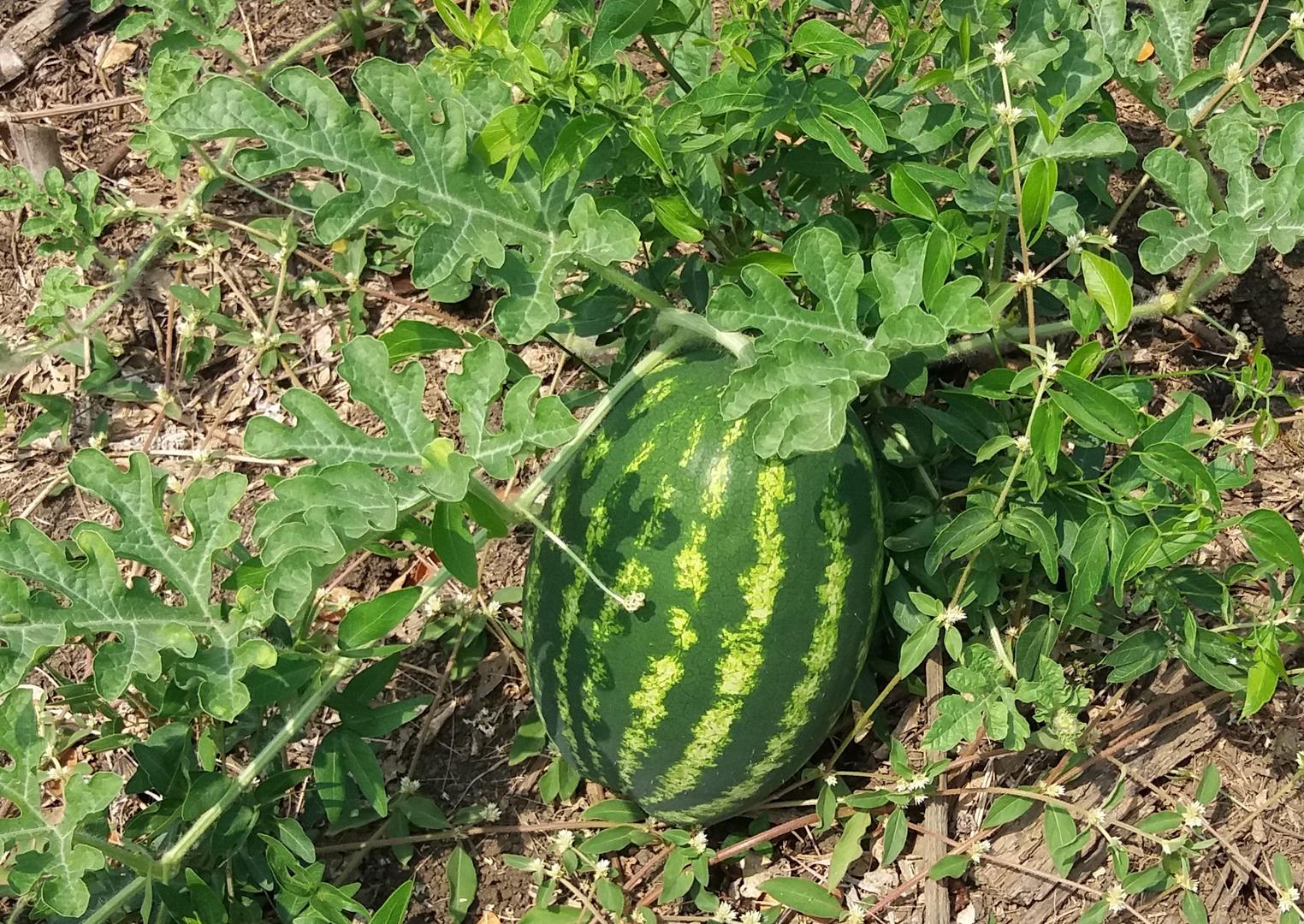 Sandia O Patilla